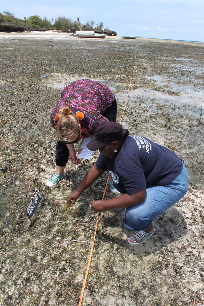 I'm looking for a PhD student to work in the project 'Rethinking MPAs - Protecting seagrass for biodiversity, food and climate', focus area Indo-Pacific. Salary incl benefits for 4 yrs. Open to all nationalities. Deadline 24 Feb 2022. #fisheries #gleaning uu.se/en/about-uu/jo…