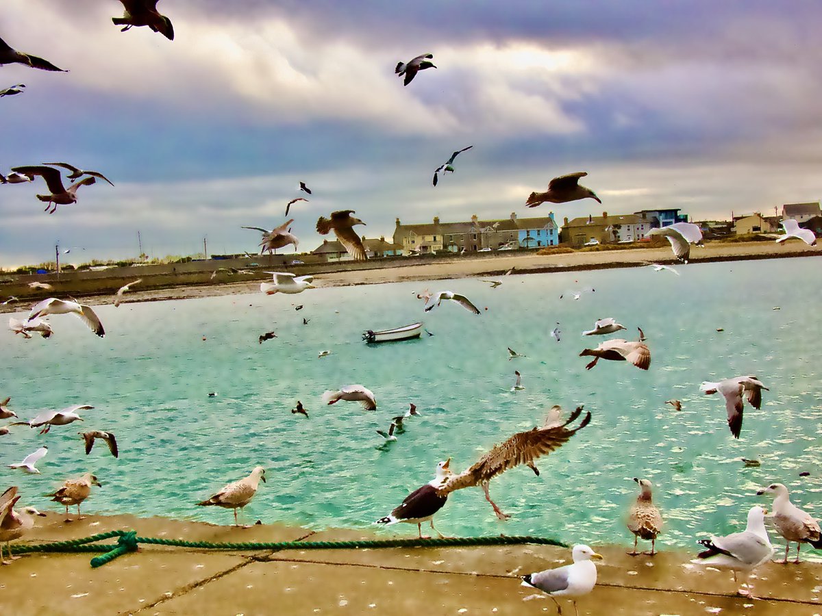 Chaotic #Saturday #SaturdayVibes #SaturdayMotivation #HappySaturday #Gulls #TeamGull #TwitterNatureCommunity wish you could hear these guys 😆 #Skerries #Fingal #Ireland