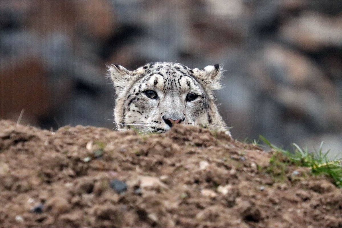 **ZOO CLOSED TODAY**

Due to high winds we are closed today, Saturday 29th January. If you have tickets booked in, we will automatically defer them for you. Don't blow away!!