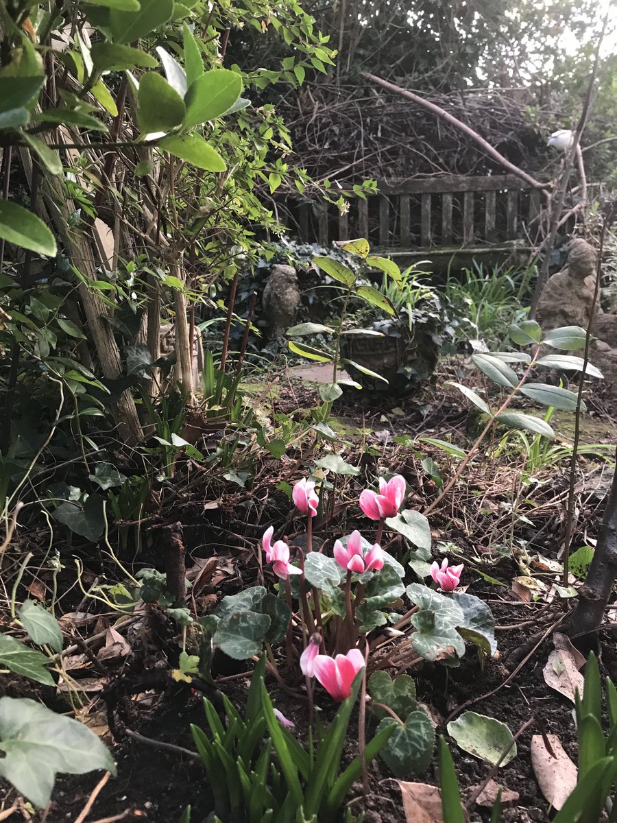 helen21206699's tweet photo. Good morning from my #torquay #devon #garden - #cyclamen - #eunonymous https://t.co/qq8emZm49d