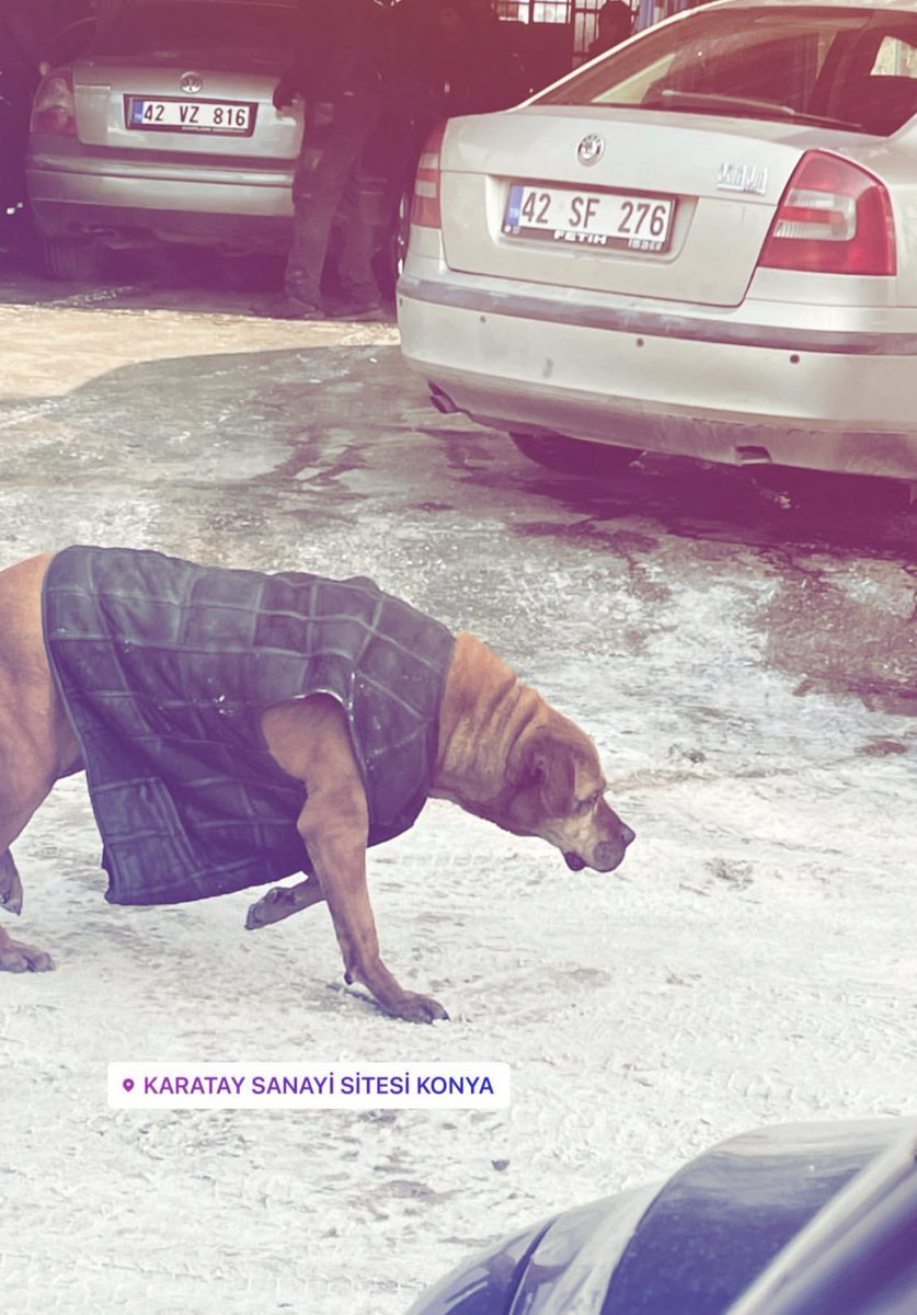 konyagram's tweet photo. Karatay Sanayii’nin emekçisi 🐕 https://t.co/rkyaTSgHBk