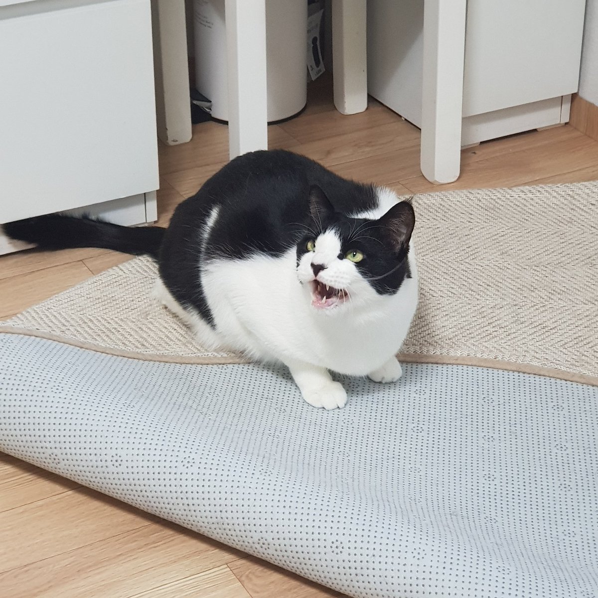 samchimom's tweet image. 집중하는 ((동구래미))