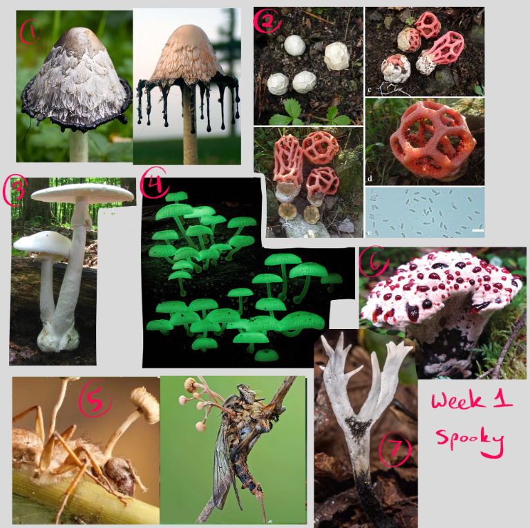 ALaughingFreak's tweet photo. @feefal_ Very excited to participate! In case anyone wants to use them here are the ref boards I've set up! (ones that weren't specific I included a couple options!) I don't own any of the pictures of course and some are spoilered since some mushrooms might squick some users out https://t.co/Lv749QYU1s