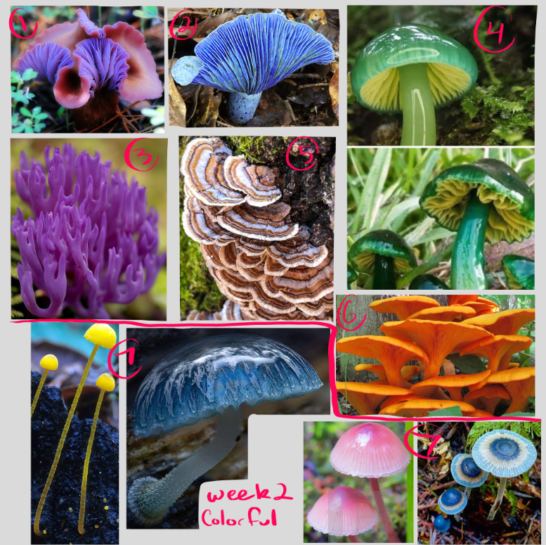 ALaughingFreak's tweet photo. @feefal_ Very excited to participate! In case anyone wants to use them here are the ref boards I've set up! (ones that weren't specific I included a couple options!) I don't own any of the pictures of course and some are spoilered since some mushrooms might squick some users out https://t.co/Lv749QYU1s