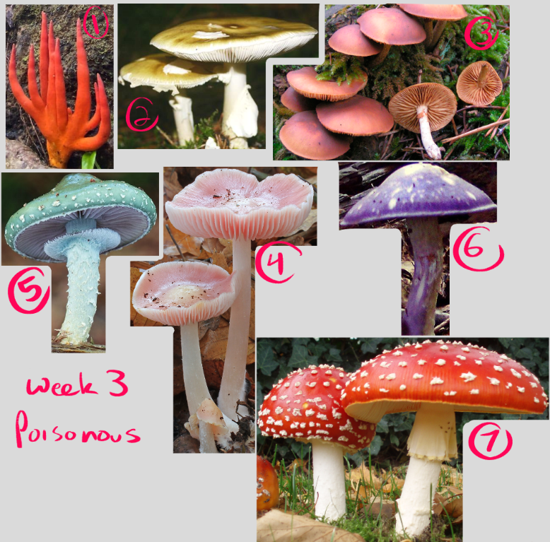 ALaughingFreak's tweet photo. @feefal_ Very excited to participate! In case anyone wants to use them here are the ref boards I've set up! (ones that weren't specific I included a couple options!) I don't own any of the pictures of course and some are spoilered since some mushrooms might squick some users out https://t.co/Lv749QYU1s
