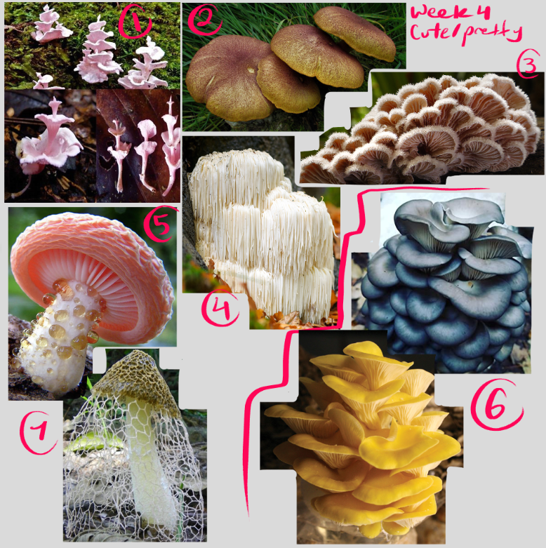 ALaughingFreak's tweet photo. @feefal_ Very excited to participate! In case anyone wants to use them here are the ref boards I've set up! (ones that weren't specific I included a couple options!) I don't own any of the pictures of course and some are spoilered since some mushrooms might squick some users out https://t.co/Lv749QYU1s