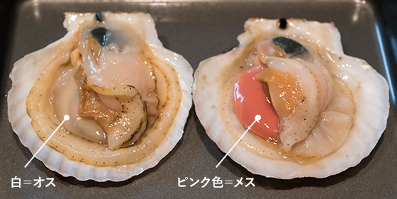 泳ぐホタテのヤマキイチ商店 海水温が下がるにつれ大きくなる生殖巣 白 精巣 がオス ピンク色 卵巣 がメスです 卵 のプリプリ感を楽しみたいという方はこれからのホタテがおすすめです ほとんど市場ではお目にかかれない卵の刺身を味わっていただく