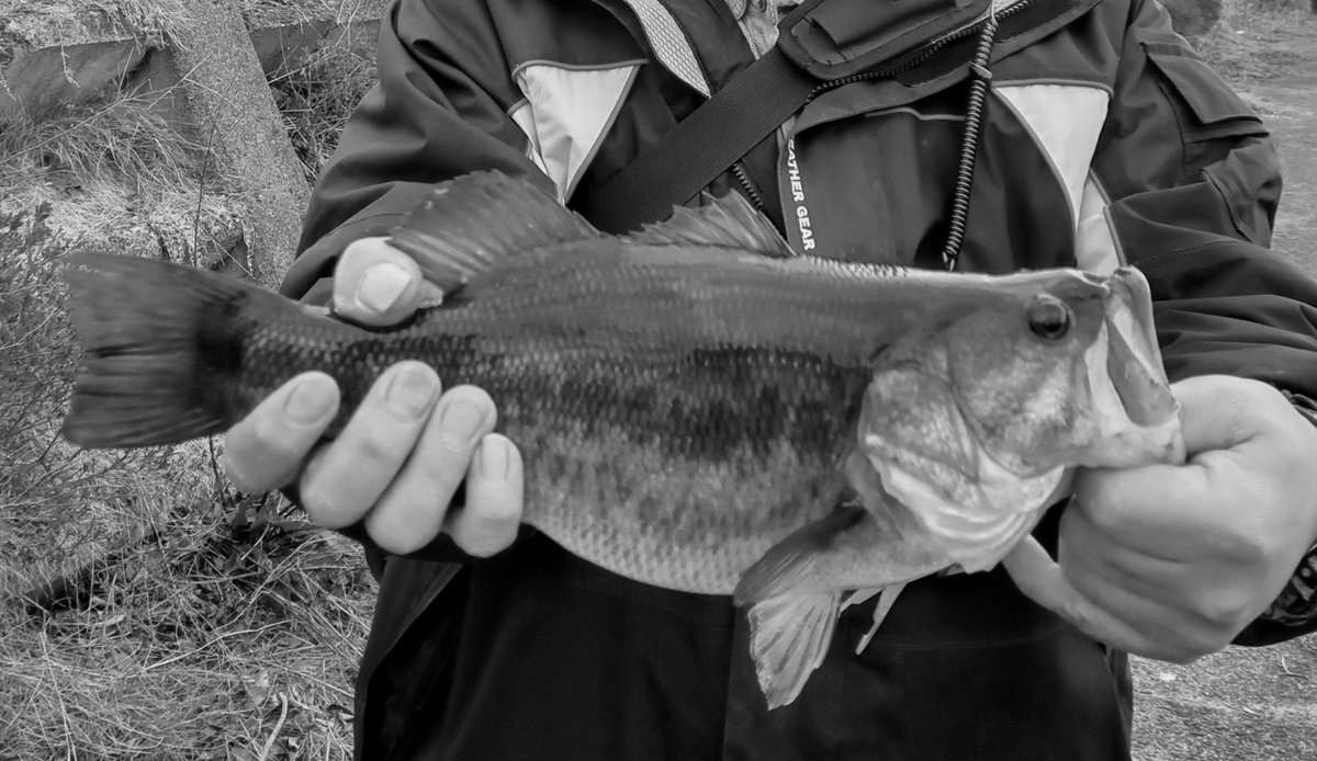 本日の釣果
約40センチ
#旧彦根港
#DAIWA 
#OSP