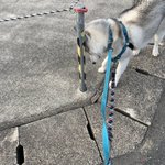 隠れてるつもりらしいけど…。丸見えなワンちゃんw