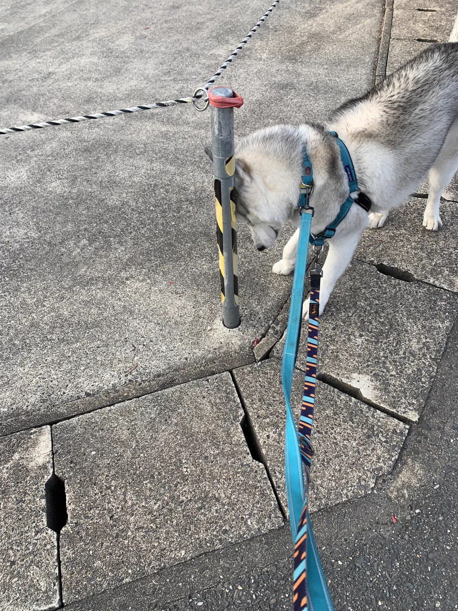隠れてるつもりらしいけど…。丸見えなワンちゃんｗｗ