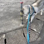隠れてるつもりらしいけど…。丸見えなワンちゃんw
