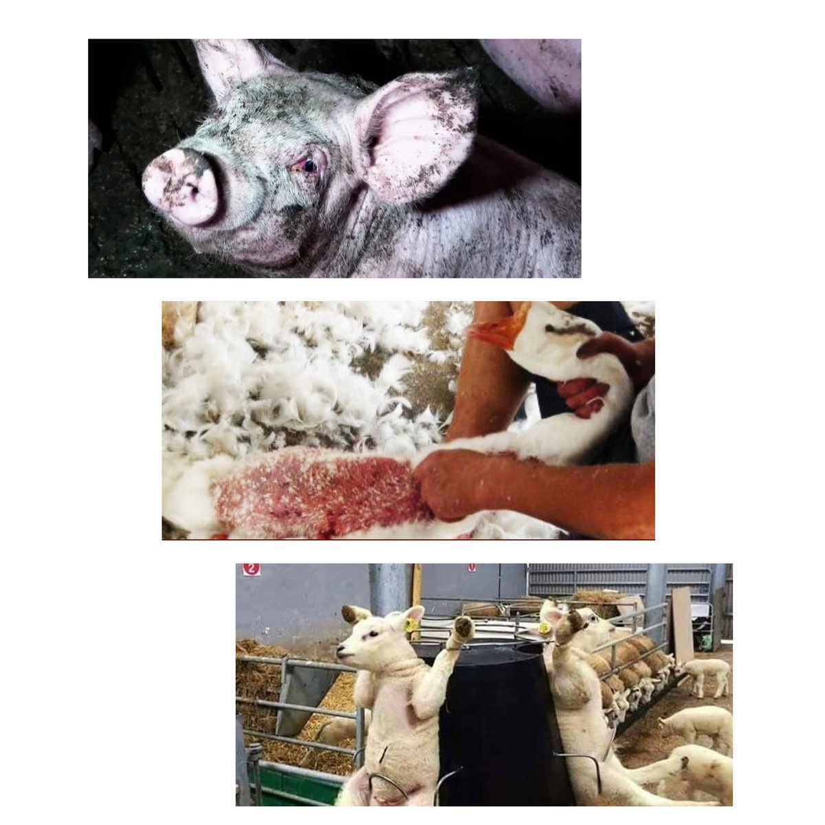 🛑 La cruauté infligée aux animaux, l’indifférence des pouvoirs politiques, vous en avez assez?

👉 Le seul parti politique crée pour défendre les animaux se présente à la présidentielle , il est temps d’utiliser notre arme: le vote 🗳 

👉 Votez <a href="/HeleneThouy/">Hélène Thouy</a> <a href="/PartiAnimaliste/">Parti animaliste</a>