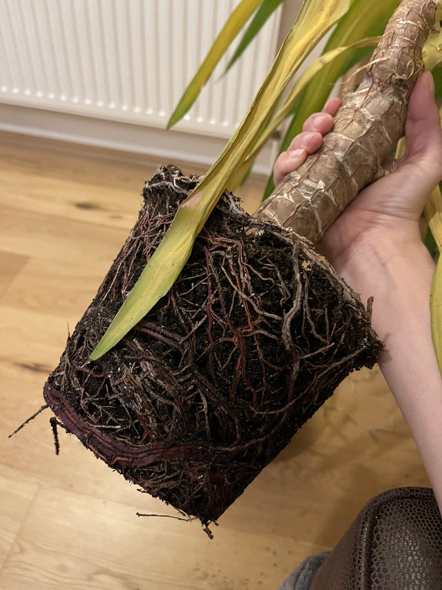 WithCheesePlz's tweet photo. #Houseplant people! Does my #yucca have #rootrot? Or is it suffering from #overwatering? @The_RHS @patch_plants @hortology_uk @beardsdaisies https://t.co/rzORySdh00