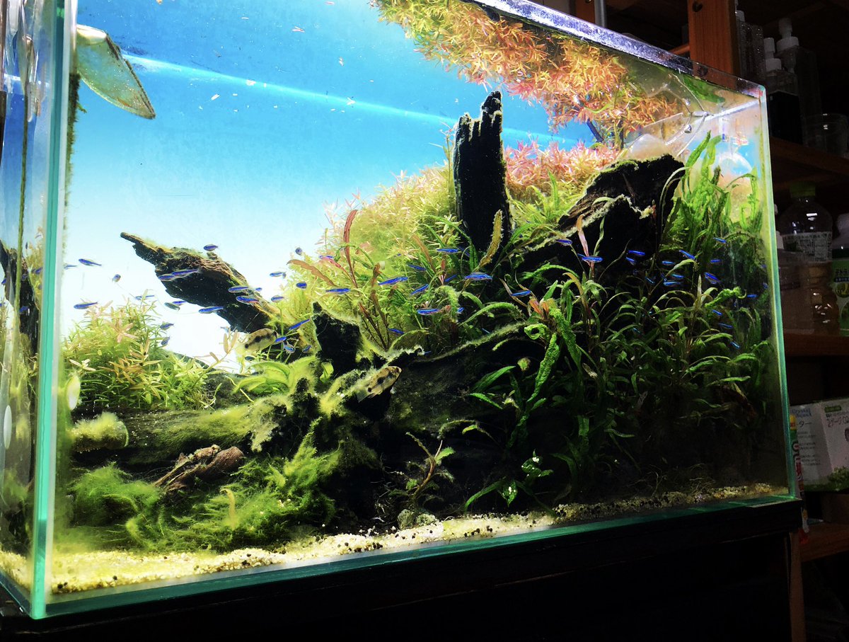 だいだいch アクアリウム Daidai Ch Aqua Twitter