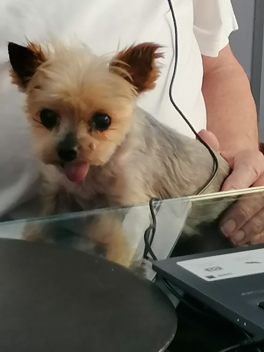 Is there pain more unendurable than losing one's heart-dog. He had such a hard life before we found him (aged 10) and he has gone over the rainbow bridge at 11 and 2 months.  Grief!