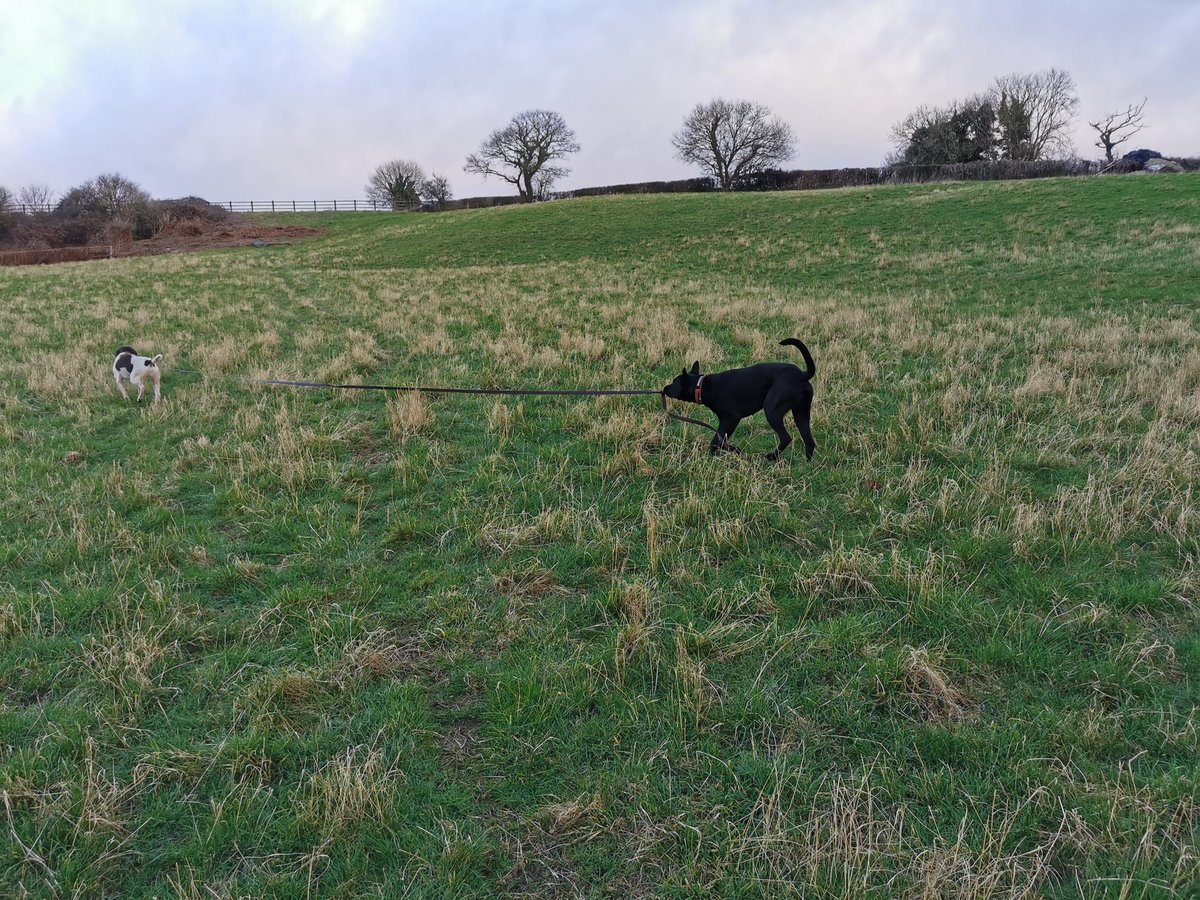 PDEzekiel's tweet image. No Gideon, you cannot run off into the undergrowth! The chauffeur has an appt and can&apos;t spend god knows how long looking for you! #spanielproblems #naughtydog #policedog #mali