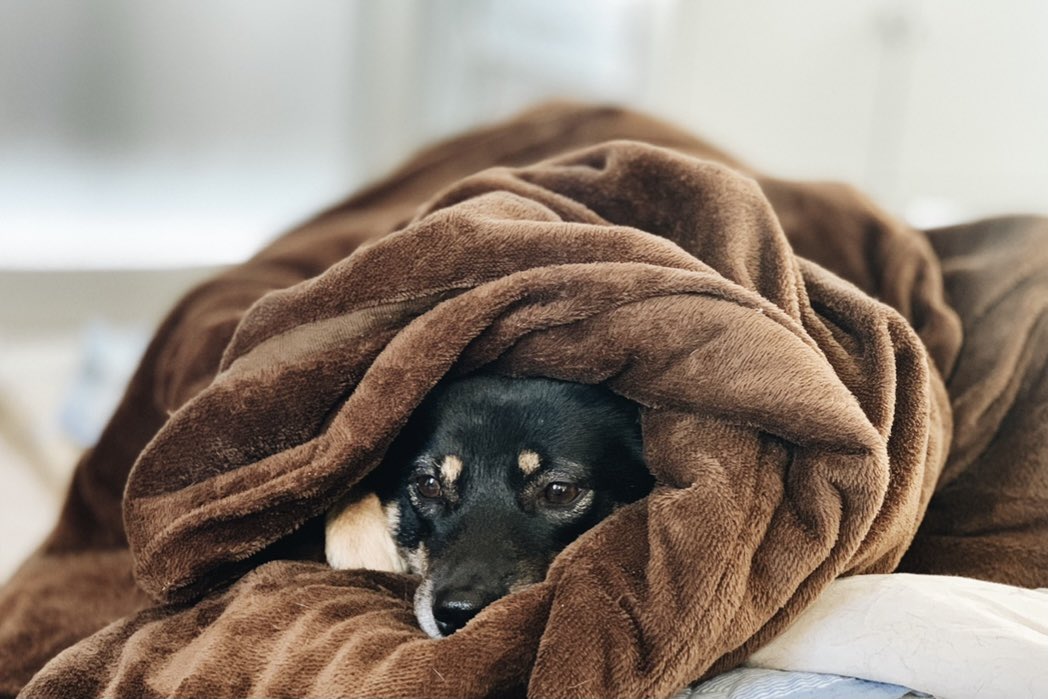 児玉 春佳 Think About おふとん犬 いつもお布団と一緒 いぬのいる暮らし いぬすたぐらむ 犬のいる幸せ 犬好きさんとつながりたい T Co U8fl5xcp7s Twitter 児玉 春佳 Think About おふとん犬 いつもお布団と一緒 いぬのいる暮らし いぬすたぐらむ 犬のいる幸せ 犬好きさんとつながりたい T Co U8fl5xcp7s Twitter