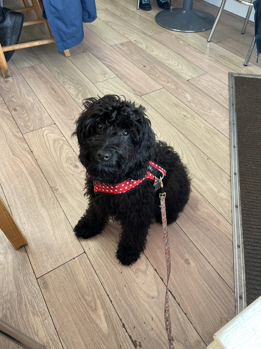 InSybill's tweet photo. I will sit and not move an inch…for bacon and sausages!!! #breakfast #cafered #porterin #dogsoftwitter #dogs #sausage #bacon #puppy https://t.co/K6E6JJqrGg