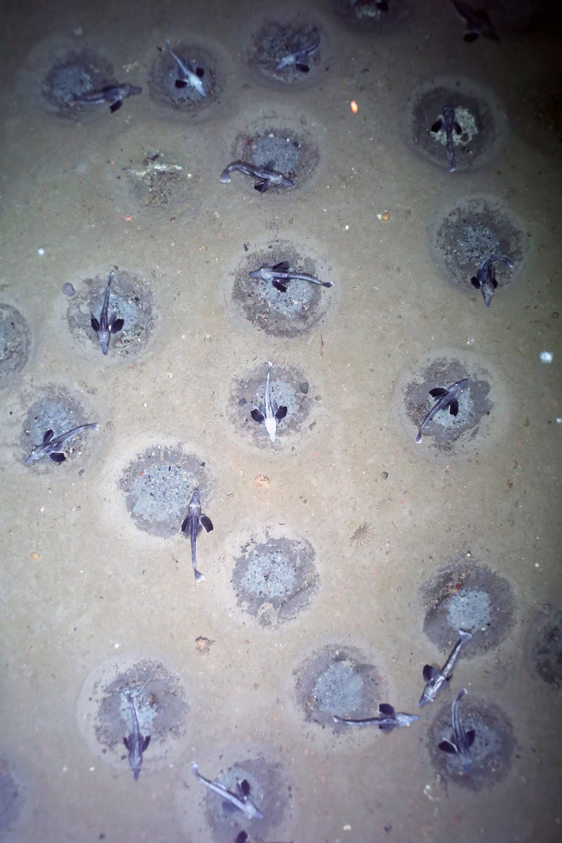 🚨 ‘Major Discovery’ Beneath #Antarctic Seas: A Giant Icefish Breeding Colony🌊 Scientists discovered a #mammoth nesting ground with an estimated 60 million icefish nests in the Weddell #Sea.❗Read more 👉 bit.ly/3GKWGlm