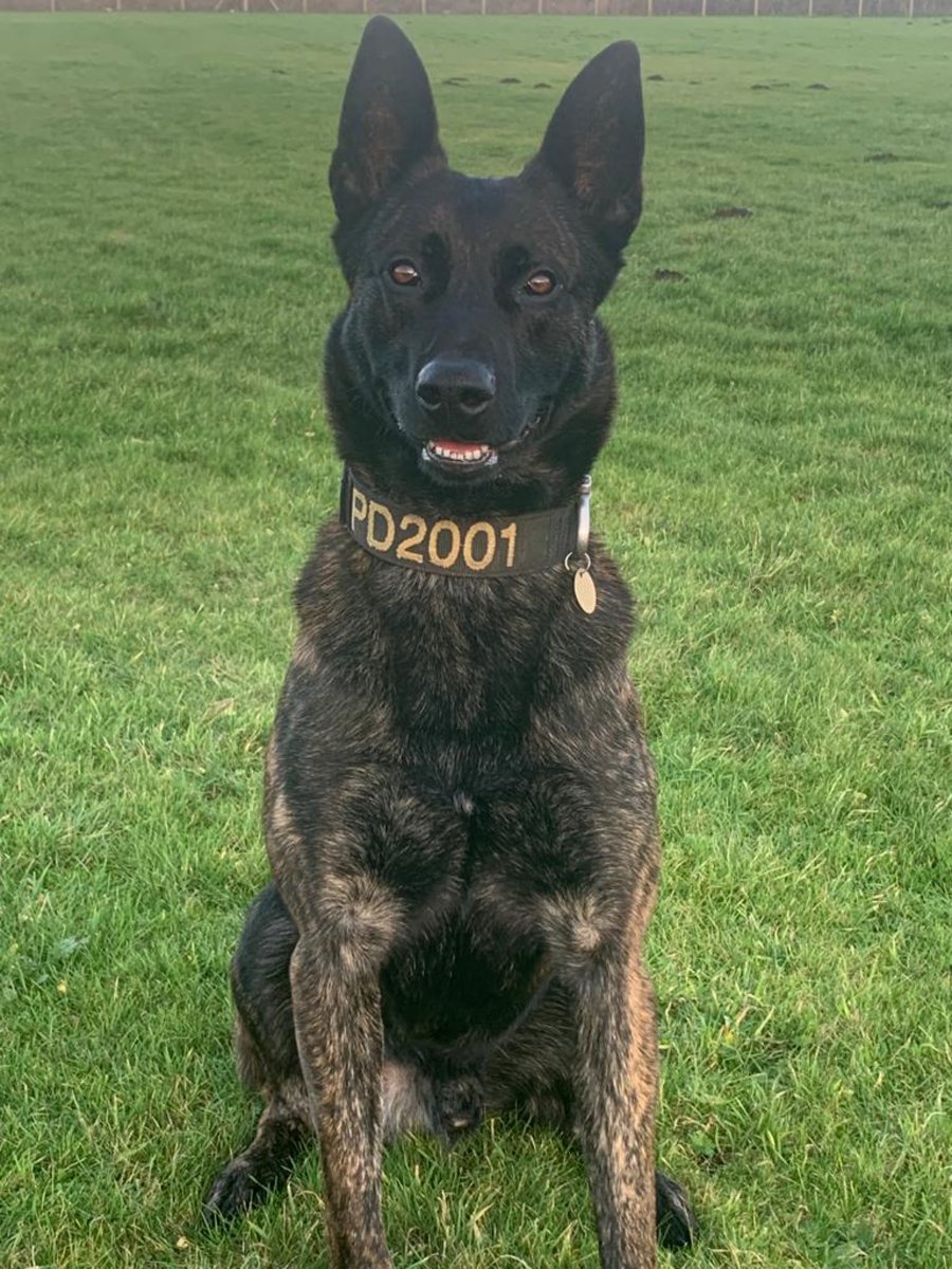 ChNWPoliceDogs's tweet photo. PD Logan - ‘Someone saw baddies breaking into a farm building last night, my chauffeur expertly drove me to the farm, I got out, chauffeur shouted into the building, I helped by barking, and baddies come out with their hands up, chauffeur wouldn’t let me…..play with them…booo!’ https://t.co/etDuIBGZMj