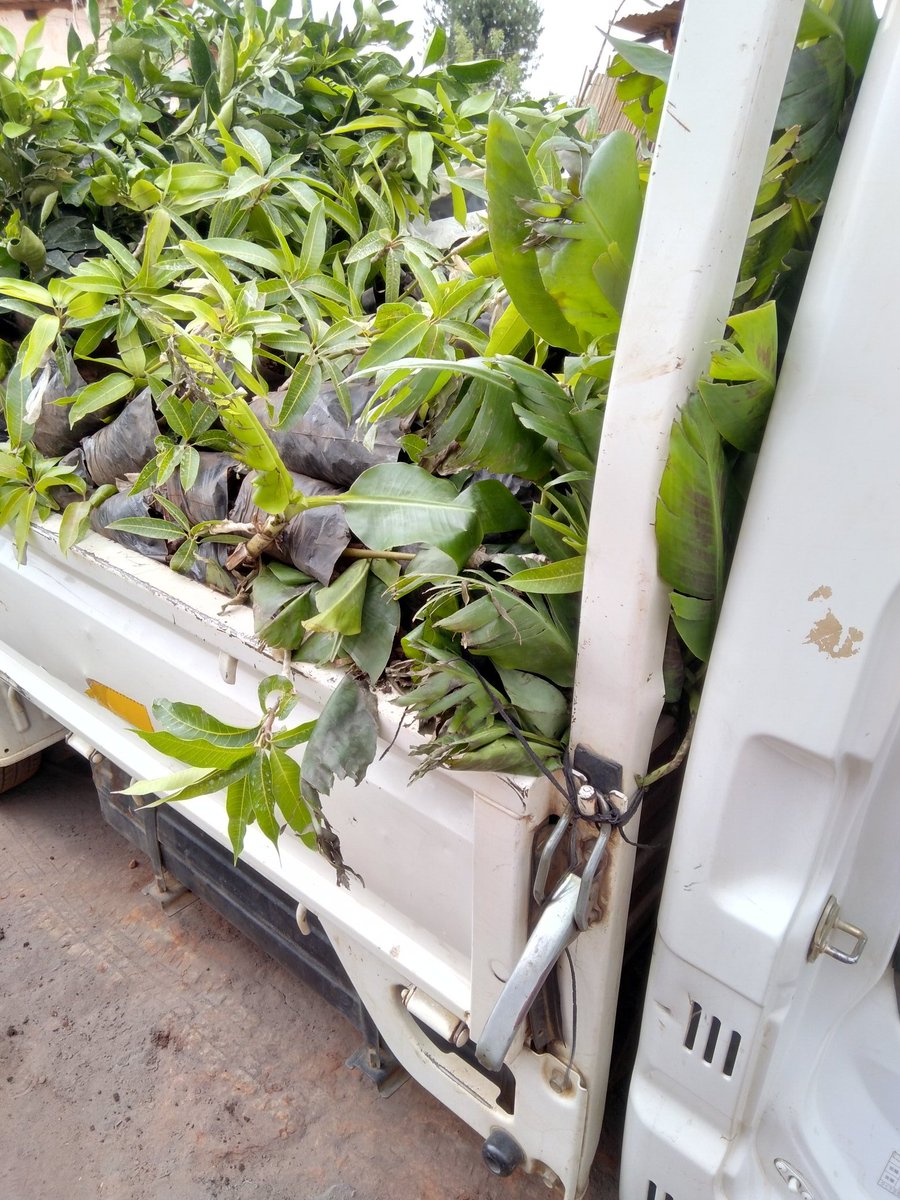 FarmsPikho's tweet photo. We are in Blantyre today selling ealry maturing fruit trees! Come all to buy from #Pikhofarms ur trusted fruit tree supplier.
WhatsApp us on 0888160201 or phone call 0993711633. We have mangoes, grapes, oranges, peach, plums, HASS avocado pears, dwarf pawpaws,  Guavas, mpoza etc https://t.co/NJajyyGGeS