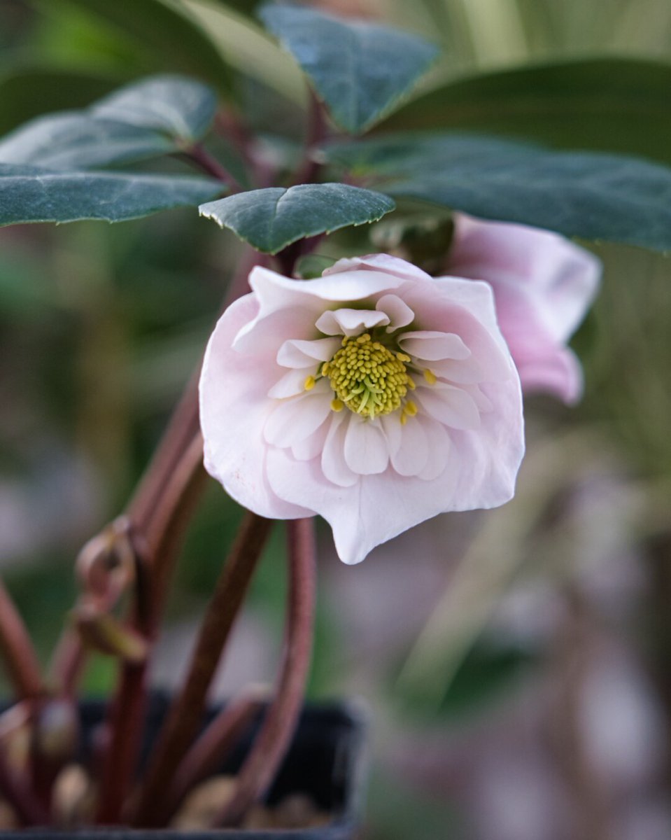 新しい到着 ピンクニゲル セミダブル ラスト 限定製作