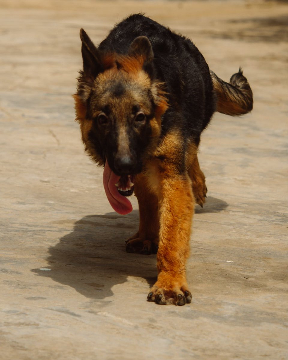 Hushbobby6's tweet photo. Moira is 6 months old today 😅😅😅😅. It’s been one hell of a ride so far. Commander in chief of Wahala at night 😪. @being_ade @ShepherdsPera @PandaKennels y’all inspired me directly or indirectly to make this move 5 months ago. I’m grateful. @Posh_Mo @danielaremson bless y’all https://t.co/PBKhJrFWag