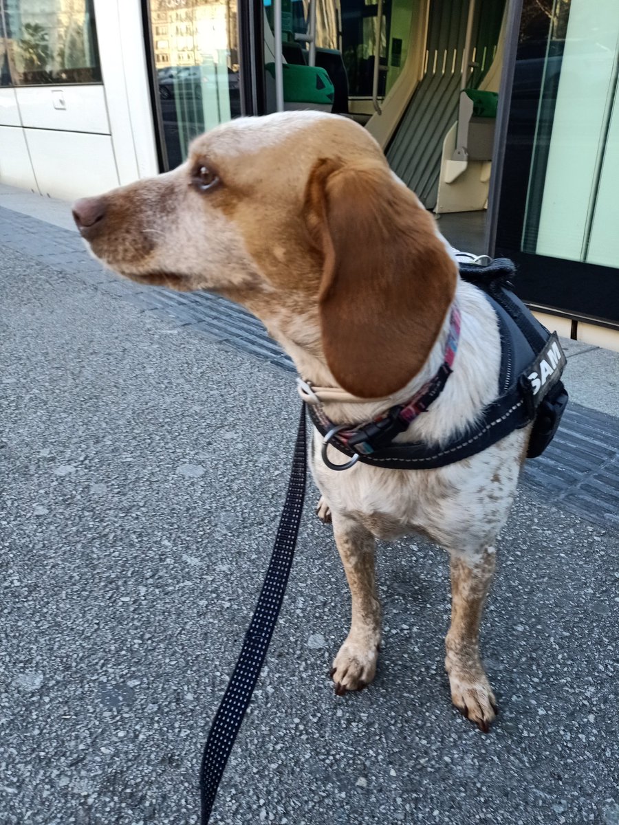 ImSammyTheDog's tweet photo. First ride ever in tram🚊!!! Humom says I did really great!!👩🏼‍🦰❤️🐶
#dogsoftwitter
#citydogs
#rescuedog 
#RescueDogs https://t.co/9fwp40HwkE