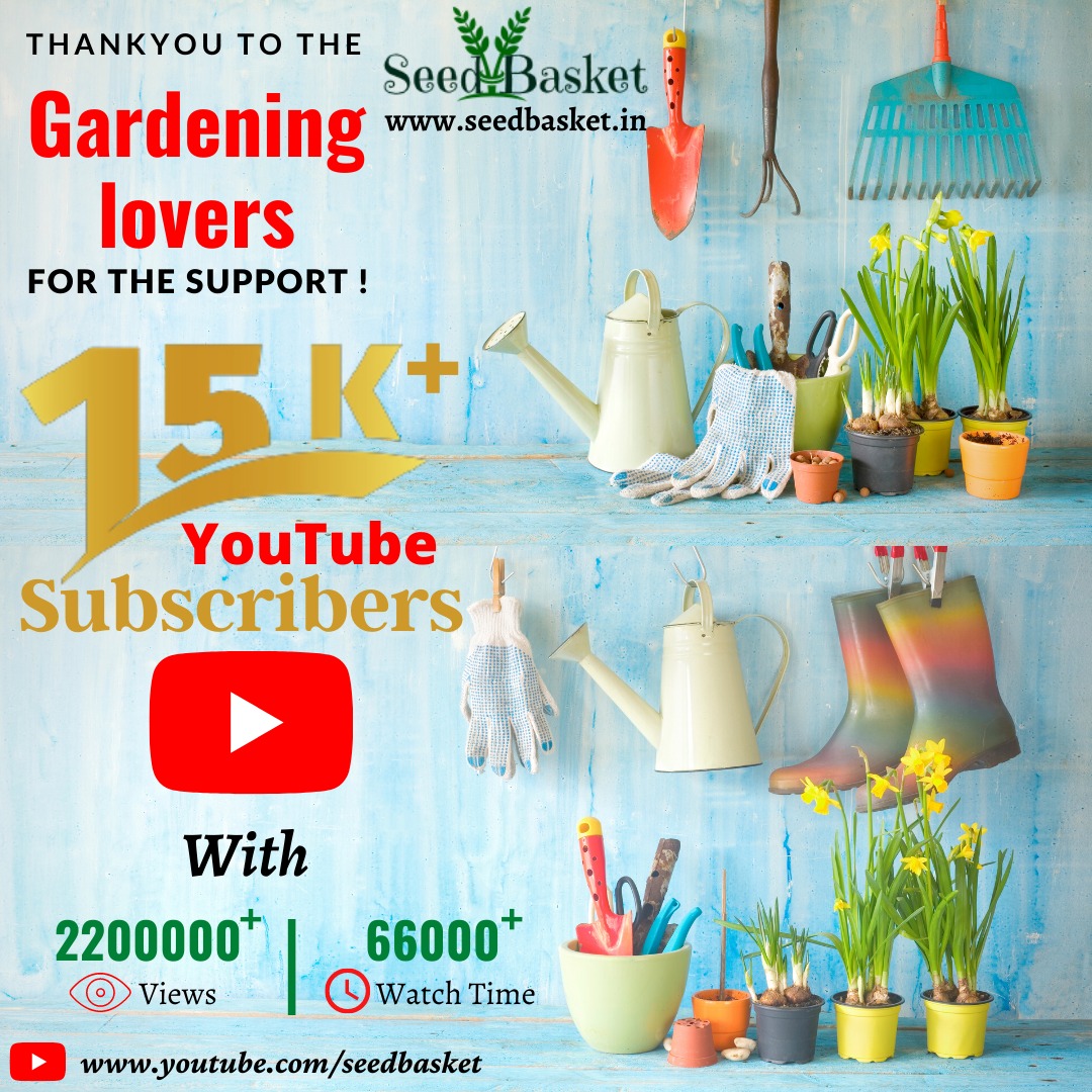 seedbasket's tweet photo. Thank you to the Gardening Community for the Support ! 
Subscribe to Our YouTube channel for the latest Gardening Ideas, News &amp; Updates....
#seeds #garden #youtube #15ksubscribers #seedbasket #gardening #youtubecreators #youtubeindia #gardenideas #latestupdates #hybridseeds https://t.co/1QoOvPiNtL
