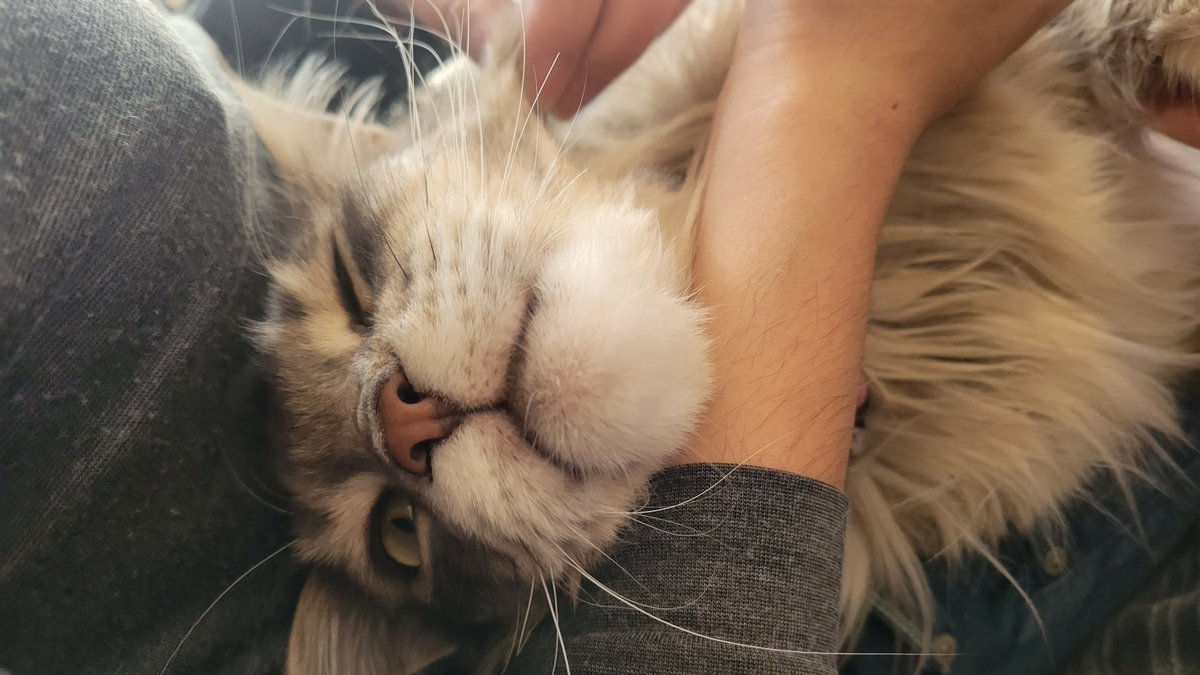 mainecoon_sofia's tweet photo. コスモが元気なのが救い https://t.co/JEEFIhnh05