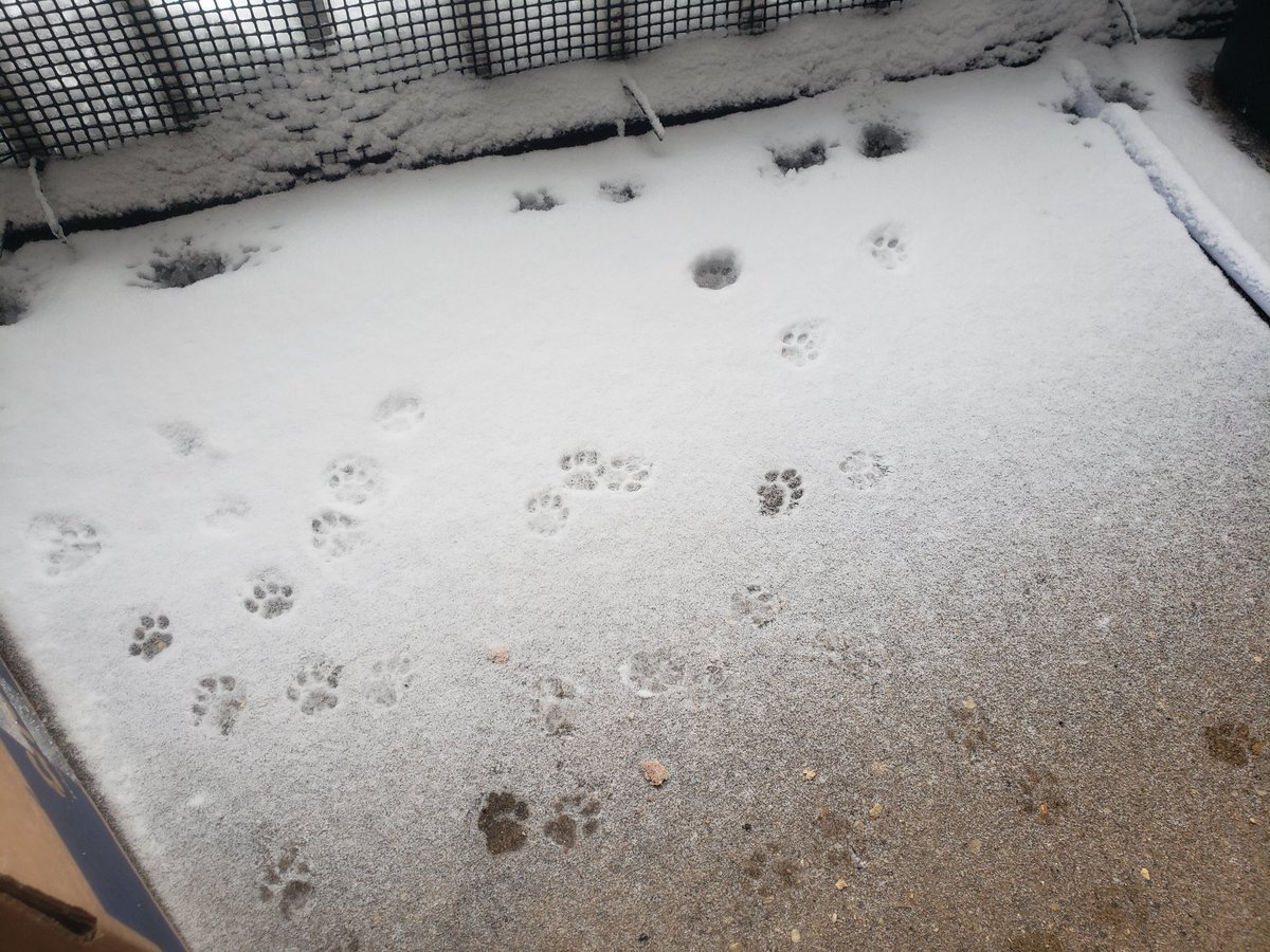 JulesandN's tweet photo. Nugget braved the elements of #WinterStormKenan! Jules wanted no part of it #cats #CatsOfTwitter #Caturday #Cat #snow #snowstorm #SnowStorm2022 https://t.co/K8BkUE6CoQ