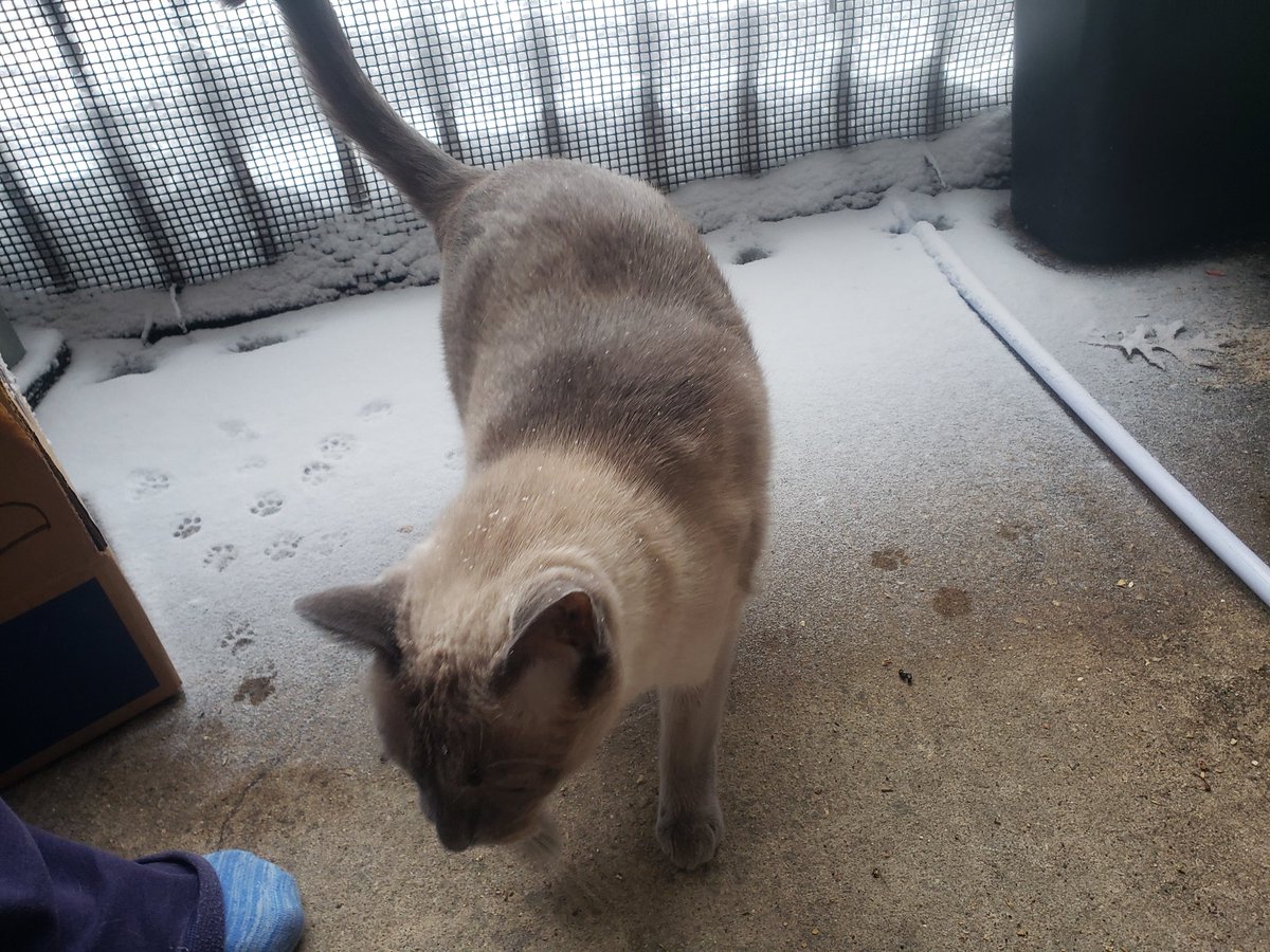 JulesandN's tweet photo. Nugget braved the elements of #WinterStormKenan! Jules wanted no part of it #cats #CatsOfTwitter #Caturday #Cat #snow #snowstorm #SnowStorm2022 https://t.co/K8BkUE6CoQ