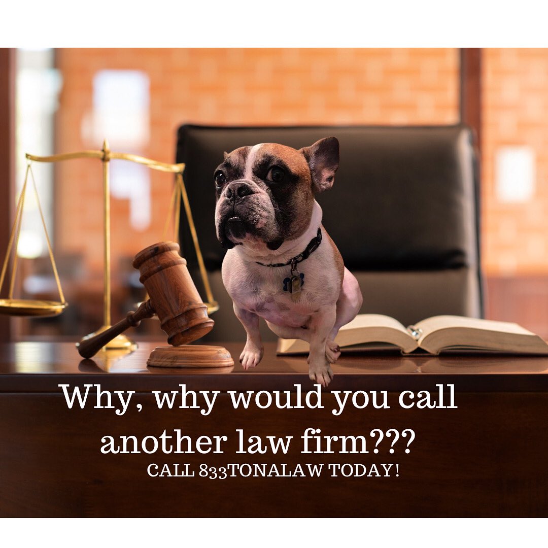 tonalaw's tweet photo. Meet French Bulldog Ernie. Ernie belongs to our pals @herbauger and @arlene.auger at @augerlaw out of the Carolinas. Happy Saturday and stay safe.  Send us your pet pics to be featured in future memes. #pet #tonalaw #ernie https://t.co/cZjWAdoTTn