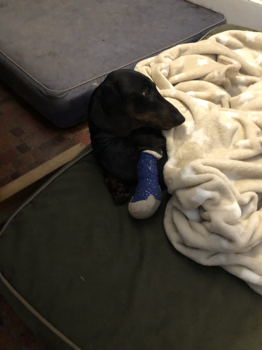 MoePug's tweet photo. Update bro dinky home from surgery and doing well https://t.co/QtfrYmd60E