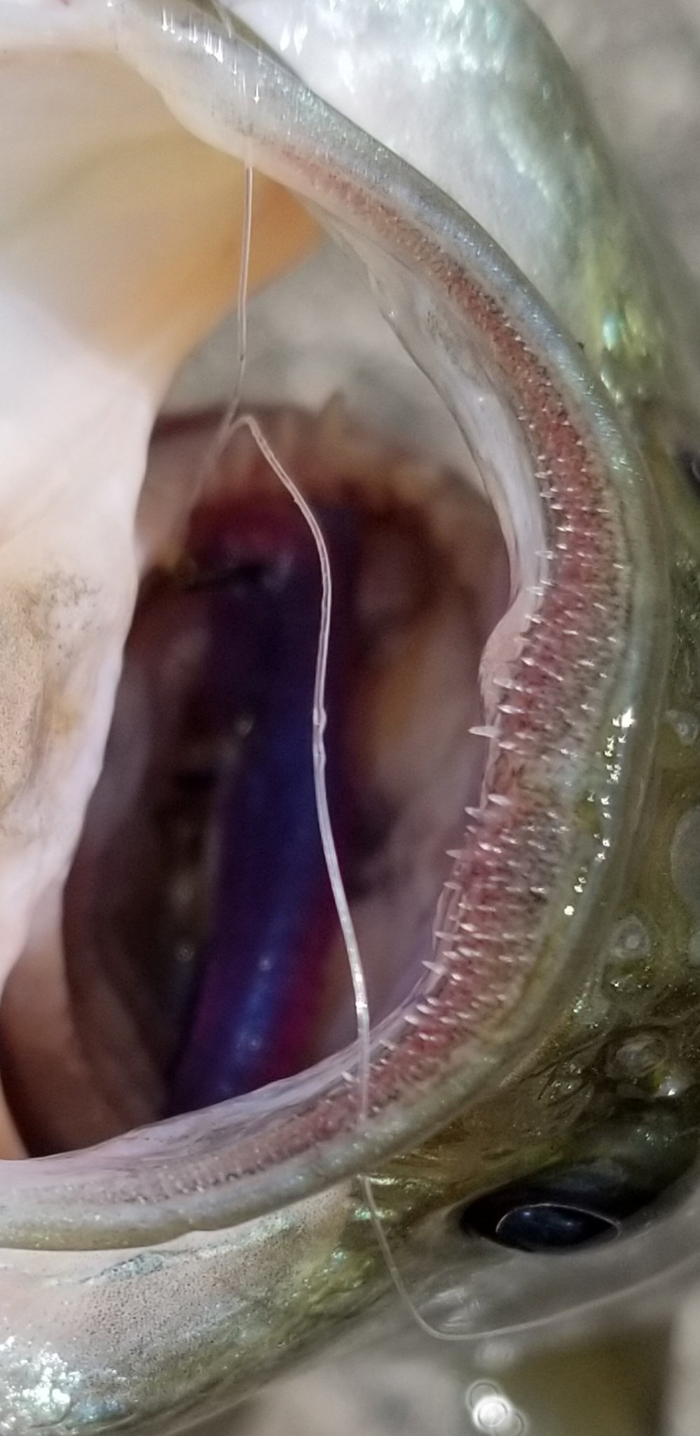 かげちゃん 小バスの歯は意外とギザギザで 結構ビチビチと元気に暴れるから親指が荒れるw デカバスの方が大人しいから指が綺麗鴨 釣り ブラックバス T Co Et0eo6mwxz Twitter