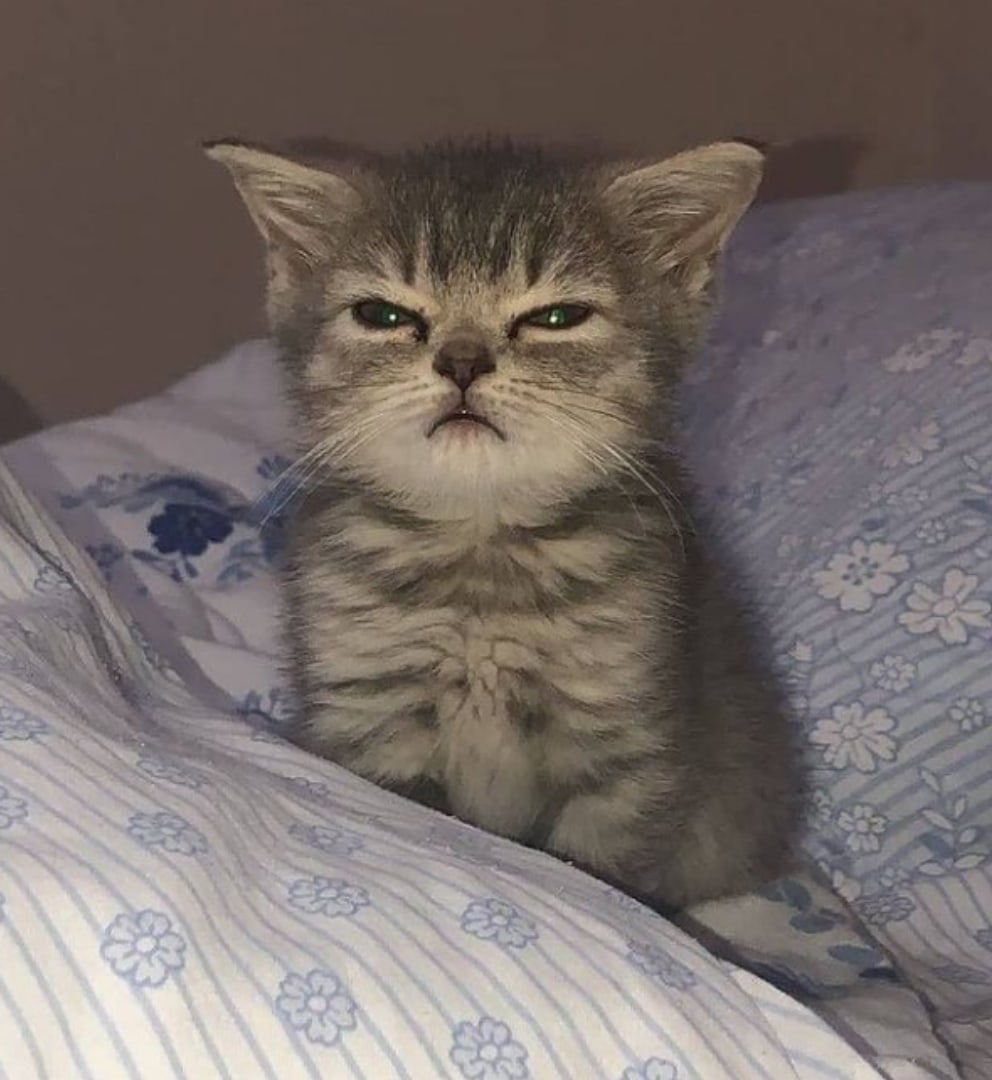 🛐💍цепочка твиттерских

💞💍читай меня (#взаимно)

🖤💍делай рт 

💓💍читай ретвитнувших

❤💍будь взаимным 

#ЦепочкаФолловеров
#цепочкатвиттерских