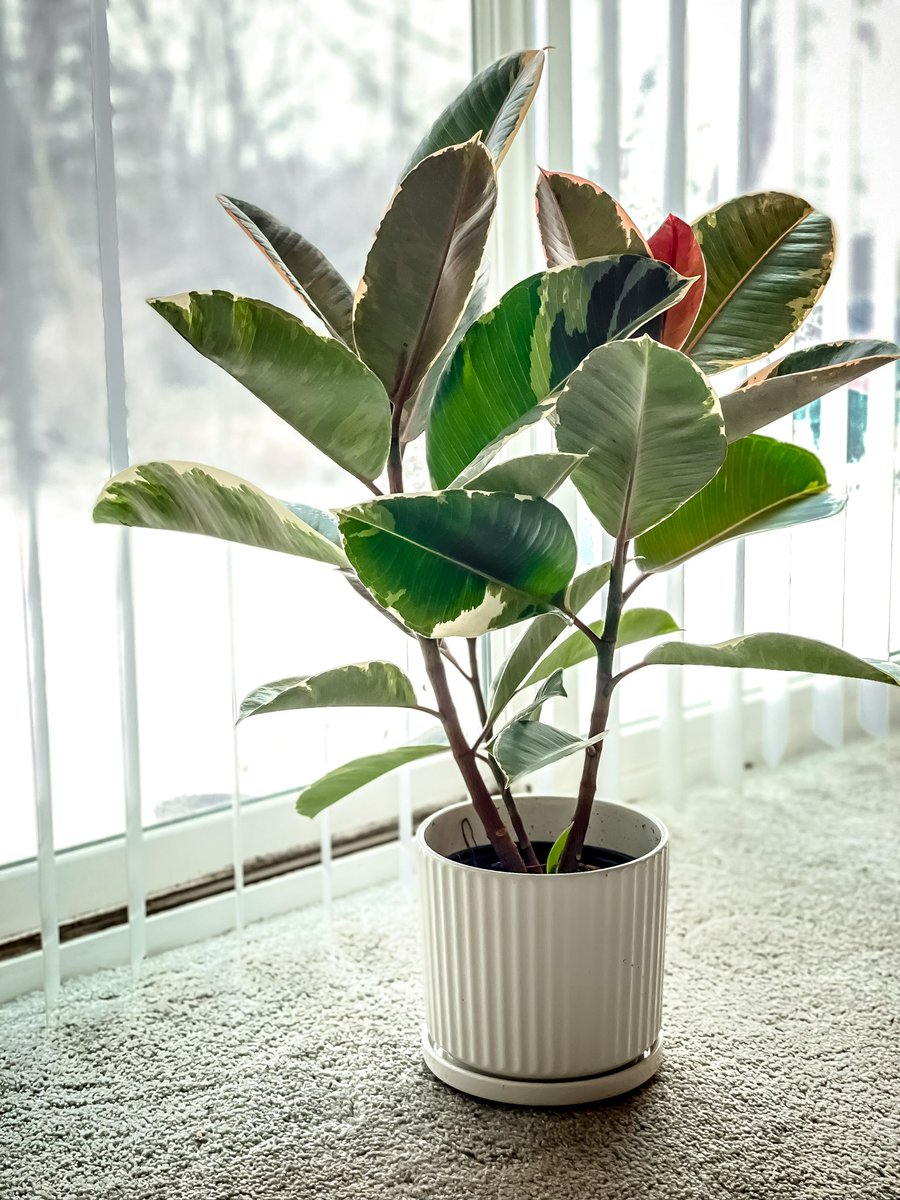 RobReason_'s tweet photo. New addition to the family!๐ชด
Now I have to find a place to put it ๐ฉ
#FicusElastica #planttwitter #rubbertreeplant #HouseplantHour https://t.co/DtRd7t2jT8