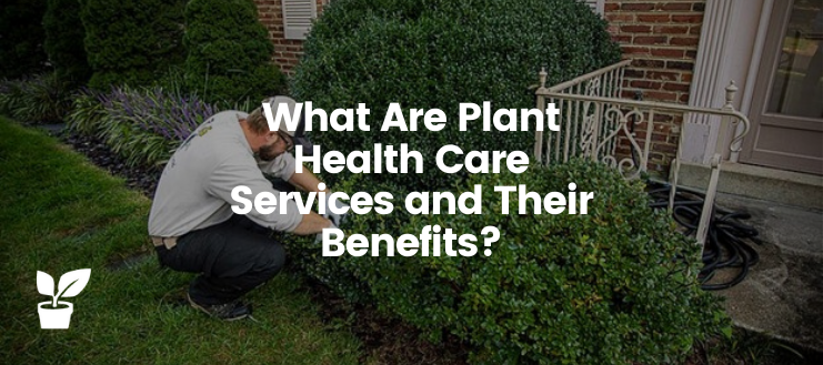 Learn what plant health care is and how it advantages your bushes, trees, and flowers in your garden.

irrigationsuppliesstore.com/plant-health-c…

#FlowerCare #PlantCare #TreeCare #Gardening #gardening #GardenCare