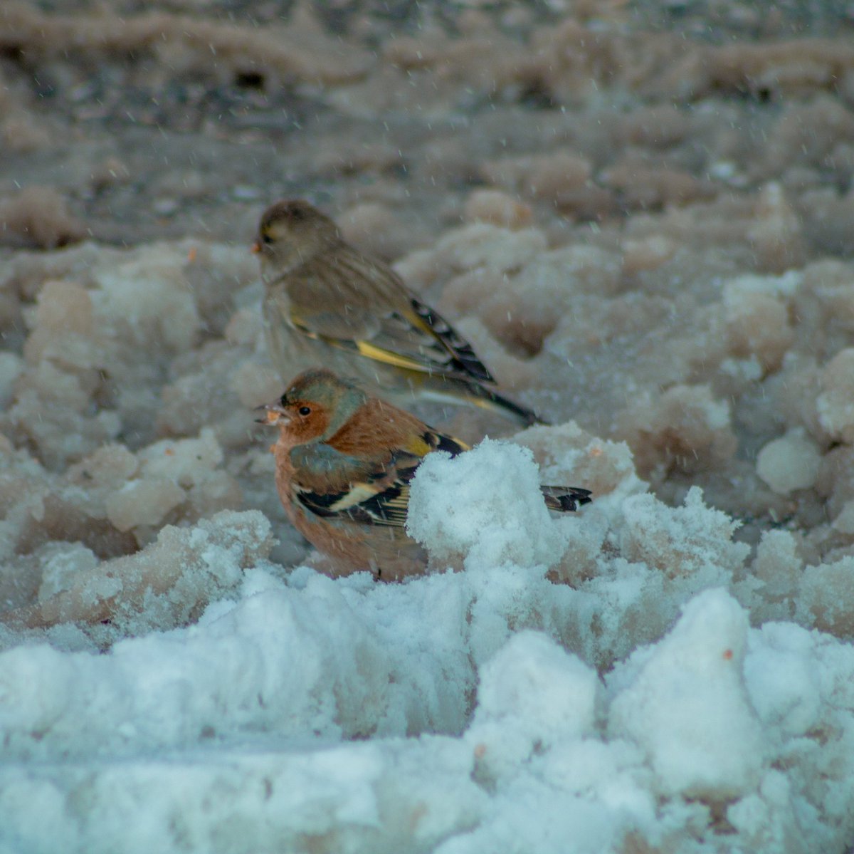 @matvor Geçen gün gerçekleştirdiğim kar yoklamasından ❄️👀 #kuşlarıgörelim
📍 Konya Meram Bağları