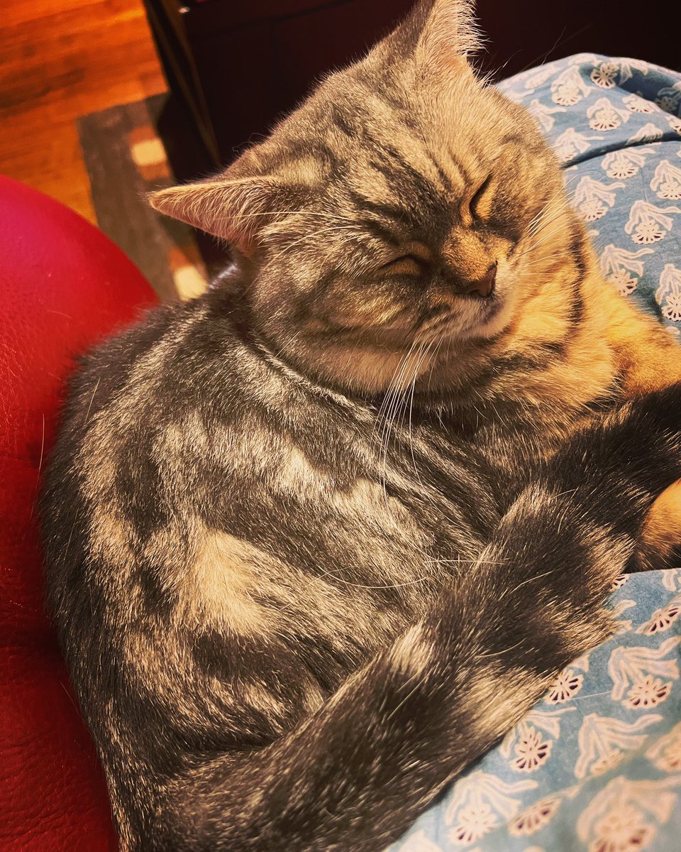 rakheeghelani's tweet photo. I must be home if this is my view #kitthecat https://t.co/hHwCA48Mlr