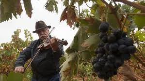 #CATADOR ILUSTRADO. ¿Música clásica en el Viñedo?
- "Crea ambiente". Mejora las ventas en aficionados. Rinde mas en visitantes a Bodegas que en Viñedos.
- "Aumenta la sensibilidad del comprador"