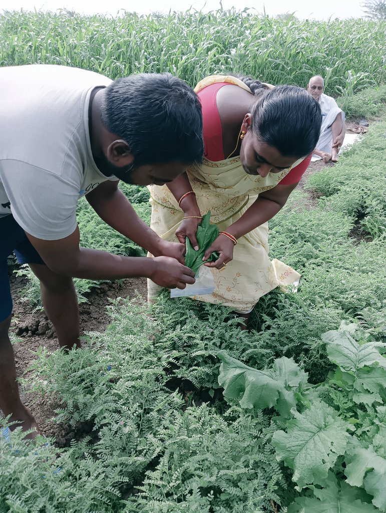 KollaSirisha1's tweet photo. Attended Polambadi program conducted by @kannaparru @APZBNF @vijaythallam. Participated in AESA, Biometric observations, chart preparation, and special topic on pheromon traps. Happy to involve in FFS. https://t.co/9riguY5Vxo