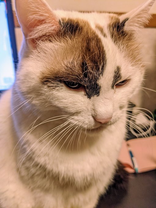 猫 夕飯が出ないので怒っている 