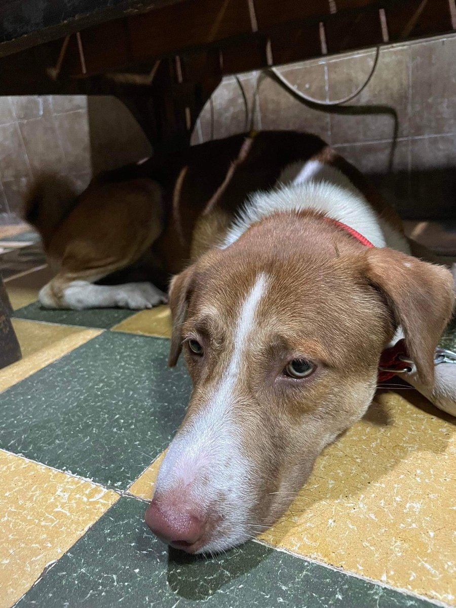 xiaosly's tweet photo. UPDATE!!!
yayyy Haku’s finally home 💕 since Haku’s recovery was fast and progressive, the vet decided to discharge him early so our final bill totaled to ₱27120($543) instead of the expected bill that was ₱50k($1000) +++ https://t.co/e3sU8zoIRO