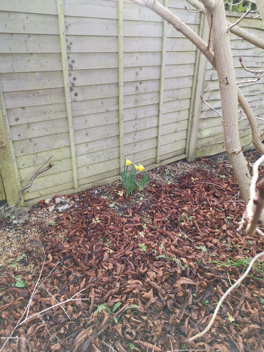 MariaKMartin's tweet photo. Why are Daffodils out now in South East England?! The Snowdrops are just coming out, these Daffodils are way too early... 🤔#climate change in #Petersfield #ClimateAction https://t.co/fU1TaLVyeO