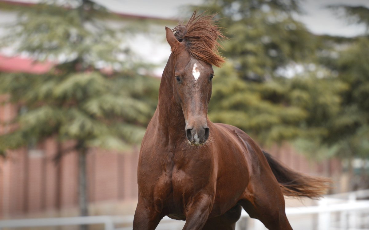 %95 Tabela Başarısı ile BAŞ HÜKÜMDAR Bu Yıl'da Mahmudiye Pansiyon Harada Kısraklarınızı Bekliyor