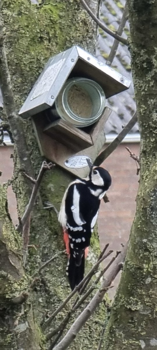 #grotebontespecht #vogeltelling #vogeltelweekend