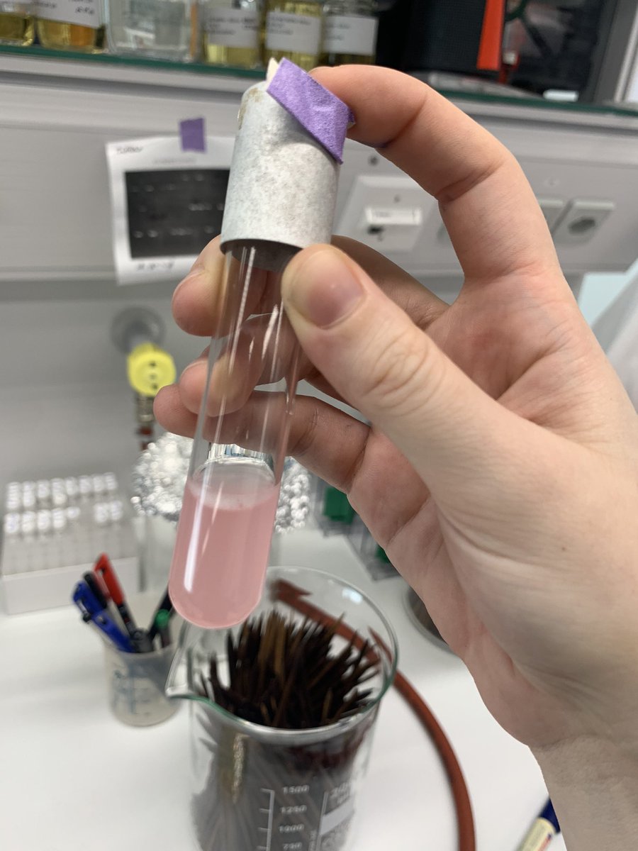 I always find it entertaining to see the pink shades of E. coli with mCherry on board. The flamingo coli 🦩🥺