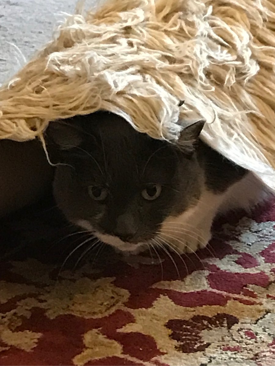 You’ve heard of a wolf in sheeps clothing. Cleo is doing her best to shake up this saying #cat