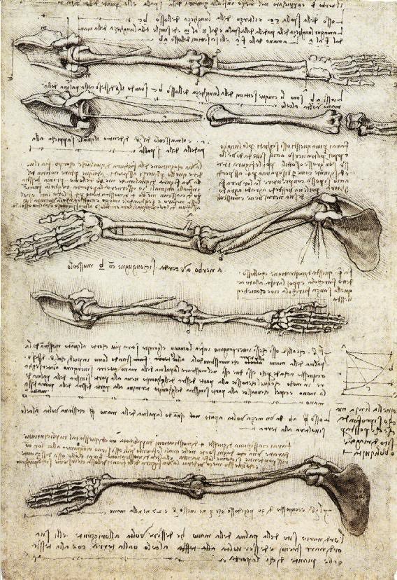 Arteymas_'s tweet photo. Estudios del brazo que muestran los movimientos realizados por el bíceps, 1510, Leonardo Da Vinci https://t.co/otqVexU8DJ